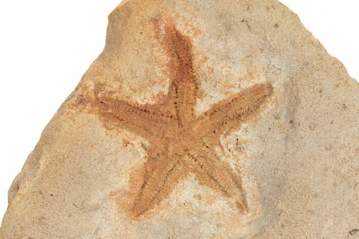 Silurian Starfish (Australaster) Fossil - Australia #216490